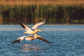 Pelicans - PhotoDune Item for Sale