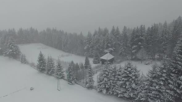 snow-capped mountains, snow-covered forests