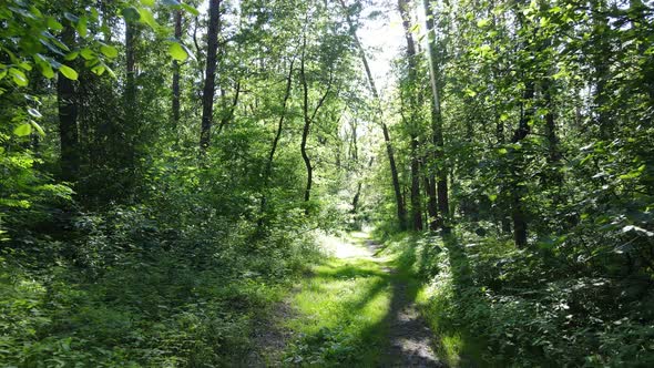 Beautiful Green Forest on a Summer Day Slow Motion