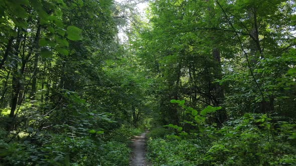 Trees in the Forest During the Day