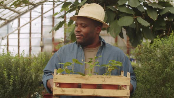 Afro-American Man Walking with Plants in Crate through Greenhouse