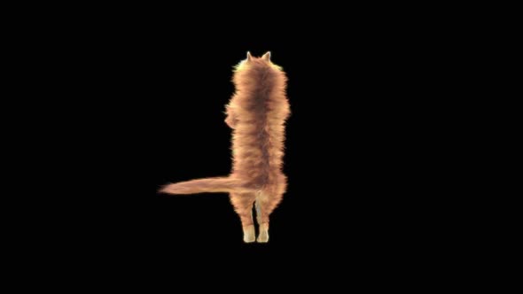 Cat Dancing HD