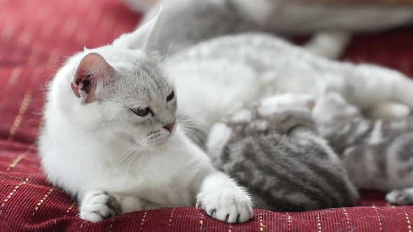 Scottish Cat Feeding Her Kittens On Sofa