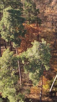 Vertical Video of an Autumn Forest During the Day