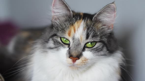 Calm fluffy cat with majestic green eyes looking towards camera and away