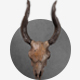 Skull Goat / PACK - 3DOcean Item for Sale