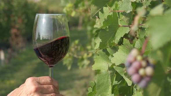 Red Wine Tasting in Vineyards Grape Vine Agriculture Field