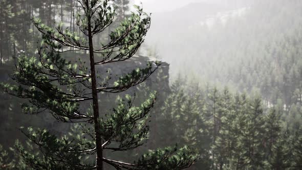 Beautiful Remote Evergreen Forest in Mountain alt