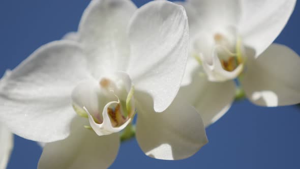 Decorative plant white moth orchid against blue sky 4K 2160p 30fps UltraHD footage - Blossoming Phal