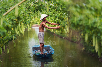 nding over the tradition boat on the lake in gourd garden in vietnam style, An phu, An Giang province, Vietnam, Vegetable garden and farm concept