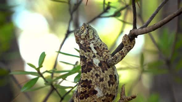 Chameleon on Tree