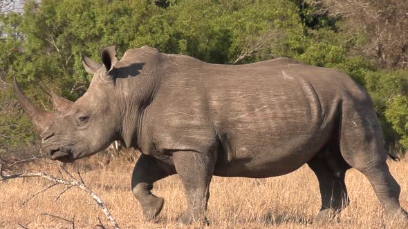 A Southern White Rhino in the wild of Africa.