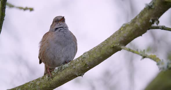 Dunnock Prunella Modularis Bird Calling on a Spring Morning