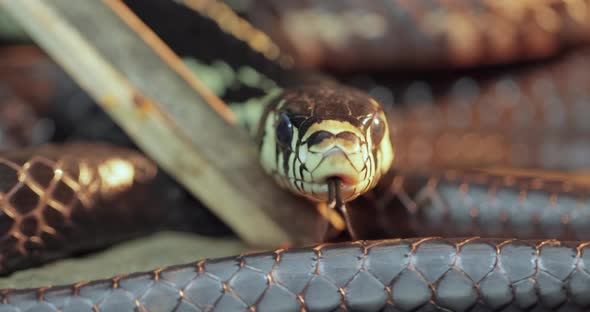 Spilotes Pullatus, Commonly Known As the Caninana,chicken Snake,yellow Rat Snake