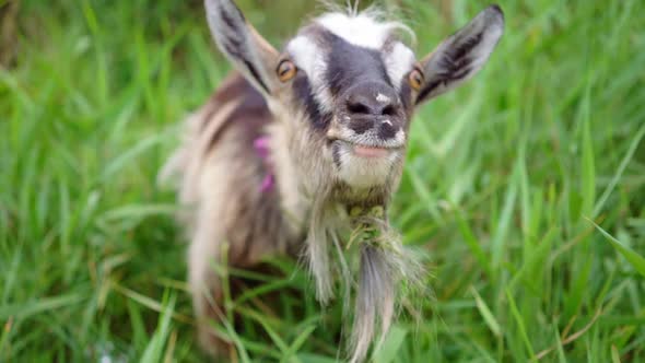 Domestic Goats Wearing Collars Eating Grass in Countryside.