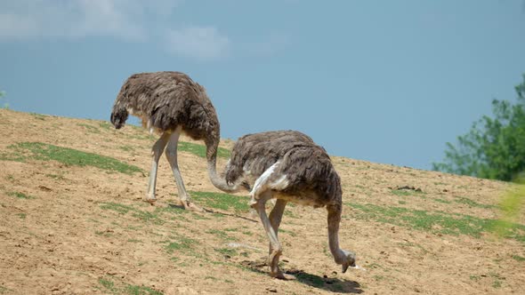 Pair Of Ostrich Feeding In The Ranch At Anseong Farmland On A Sunny Day.