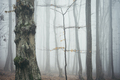 Spooky haunted forest background - PhotoDune Item for Sale