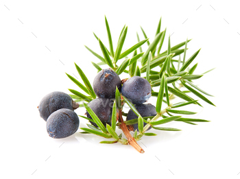 Juniper with leaves on white background / Photodune, Misc