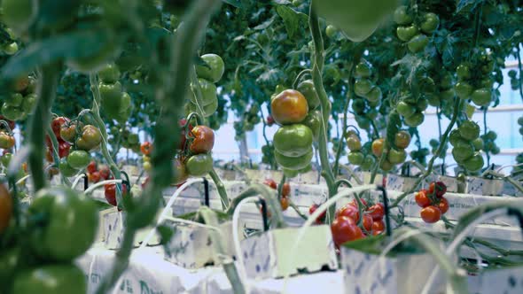 Green and Red Tomatoes Growing in the Hothouse