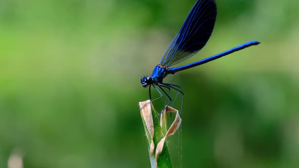 Blue Dragonfly on a Branch in Green Nature By the River Closeup