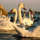 Swans in a City Lake at Sunset - VideoHive Item for Sale