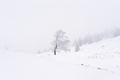 Frozen tree in the mountains during storm - PhotoDune Item for Sale
