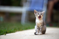 Yawning baby cat - PhotoDune Item for Sale