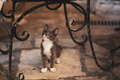 Baby cat sitting under the chair - PhotoDune Item for Sale