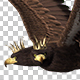 American Eagle - USA Flag - Flying Transition - V - 63