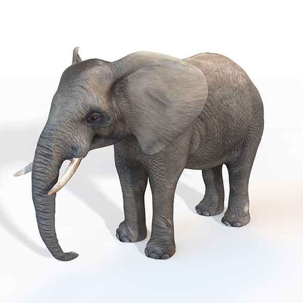 Elephant Rigged 3d model