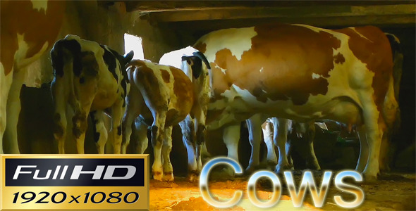 Cows In The Barn-HD 3