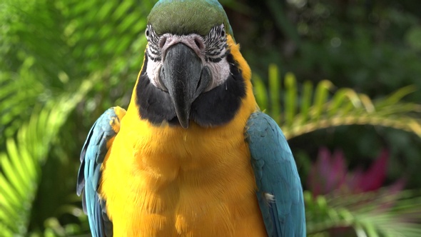 Portrait colorful parrot on tree branch in the tropics. Macaw parrot with blue and yellow color.