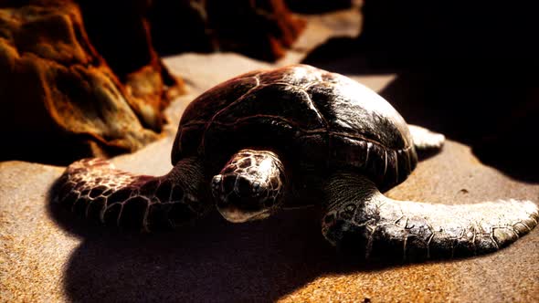 Sea Turtle at Beach Sand