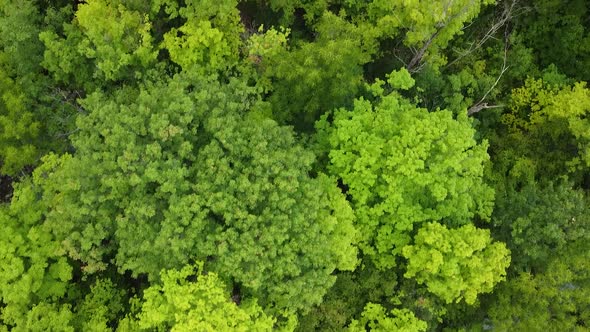 Colorful green lighting trees in forest with lighting leaves during summer season.Aerial top down vi