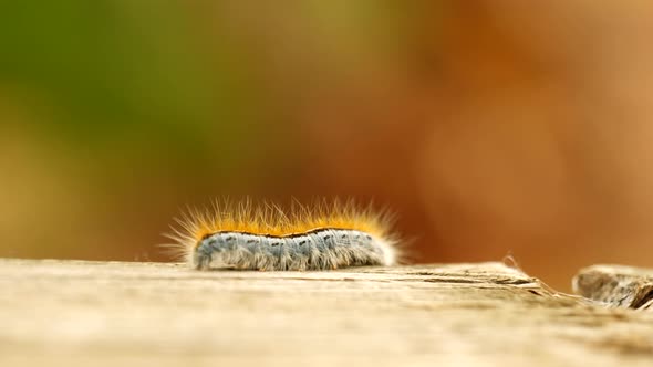 Extreme macro close up and extreme slow motion of a Western Tent Caterpillar moth walking on a wood