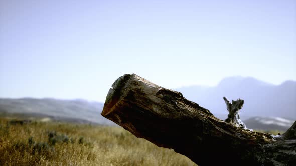 Old Tree Stump Trunk on the Hill at Sunset