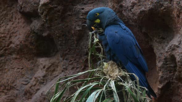 Lear's macaw (Anodorhynchus leari), large all-blue Brazilian parrot