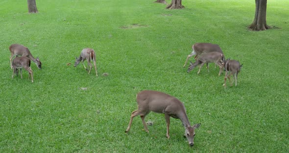 Deer eating in the yard.