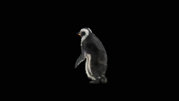82 Penguin Dancing HD