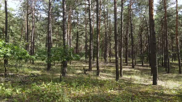 Natural Forest Landscape By Day