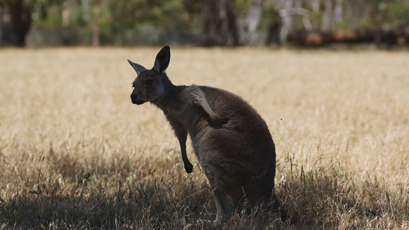 Kangaroo in Rest