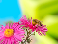Bee collecting nectar at a pink aster blossom - PhotoDune Item for Sale