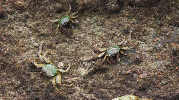 Crabs on the Rock at the Beach