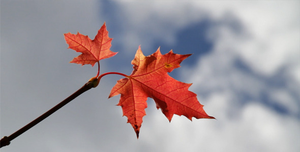 Red Maple Leaves