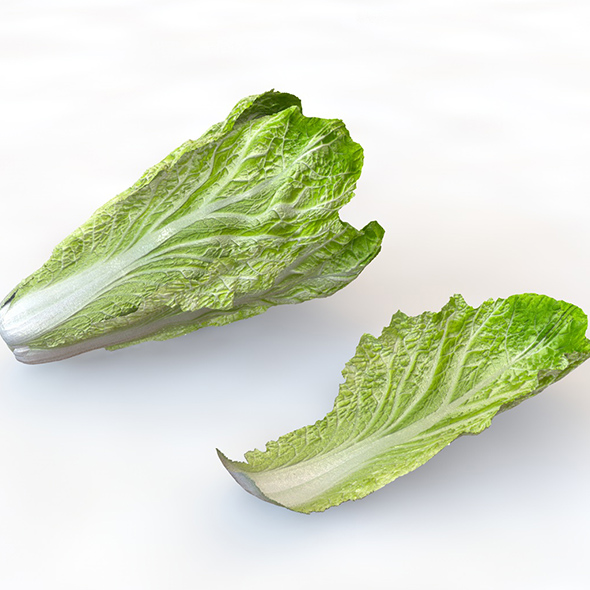 Lettuce 3d model