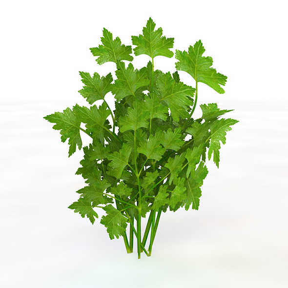 Parsley 3d model