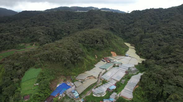 Cameron Highlands, Pahang Malaysia