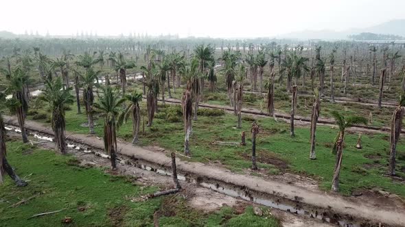 Aerial view dead palm trees at Penang