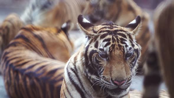 slow motion of bengal tiger