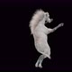 45 White Horse Dancing 4K - VideoHive Item for Sale